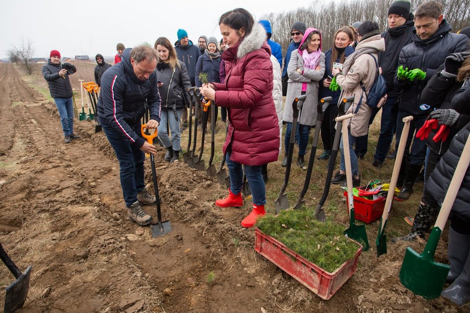 W Łodzi przybędzie 35 tys. drzew!
