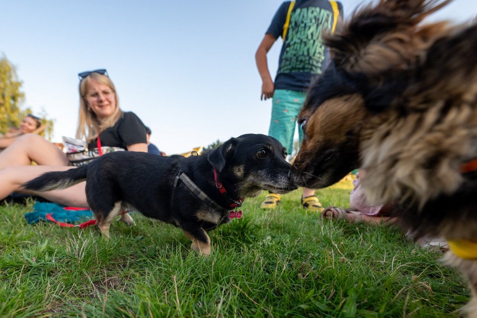 Łódź. Psia Polówka na Widzewskiej Górce. Psiaki przejęły dowodzenie!