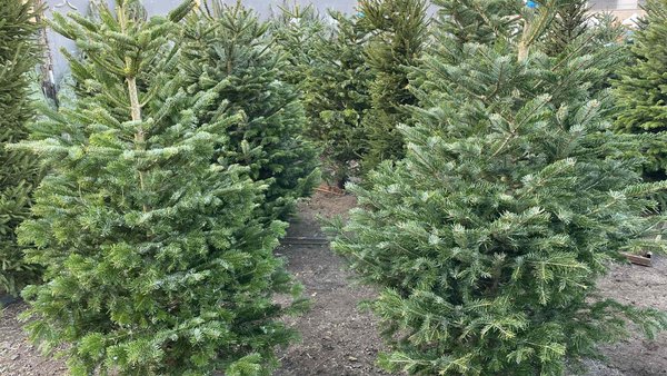 Łódź. Ceny choinek 2025 w Łodzi. Sprawdź, ile kosztują na rynkach, w marketach i dyskontach 