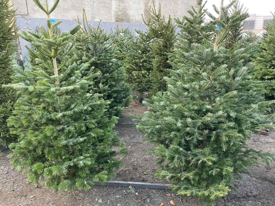 Łódź. Ceny choinek 2025 w Łodzi. Sprawdź, ile kosztują na rynkach, w marketach i dyskontach 