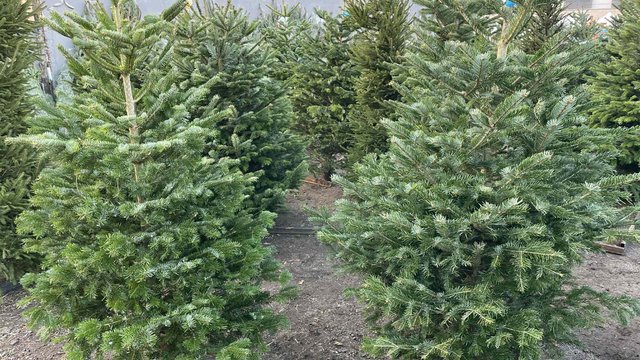 Ceny choinek 2025 w Łodzi. Sprawdź, ile kosztują na rynkach, w marketach i dyskontach [CENNIK]