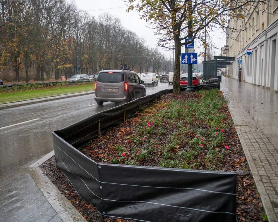 Chronimy rośliny na zimę w Łodzi. Zobacz, co pomoże im przetrwać