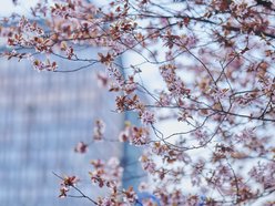 Łódź. Na skrzyżowaniu Kilińskiego i Narutowicza niczym w Japonii. Różowe drzewa przykuwają wzrok!