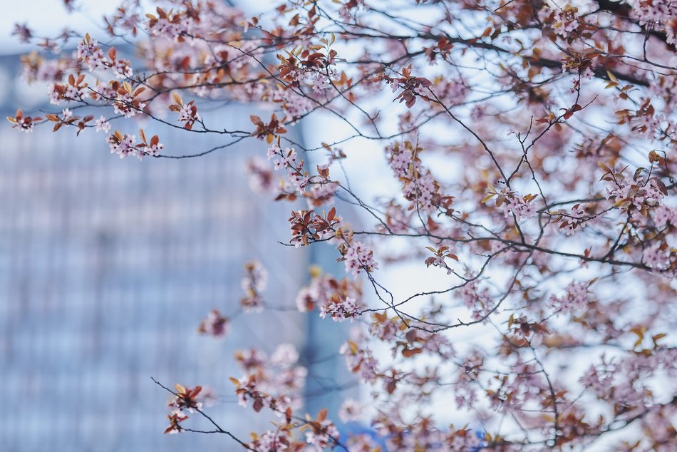 Łódź. Na skrzyżowaniu Kilińskiego i Narutowicza niczym w Japonii. Różowe drzewa przykuwają wzrok!