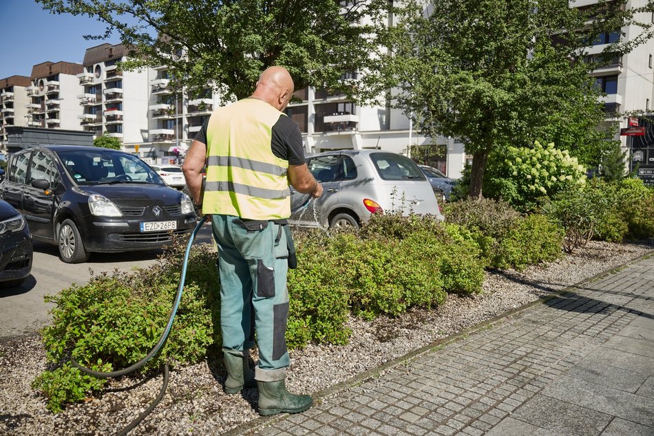 Łódź. Walka z suszą w Łodzi. Miasto intensywnie podlewa młodą zieleń