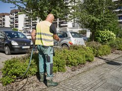 Łódź. Walka z suszą w Łodzi. Miasto intensywnie podlewa młodą zieleń
