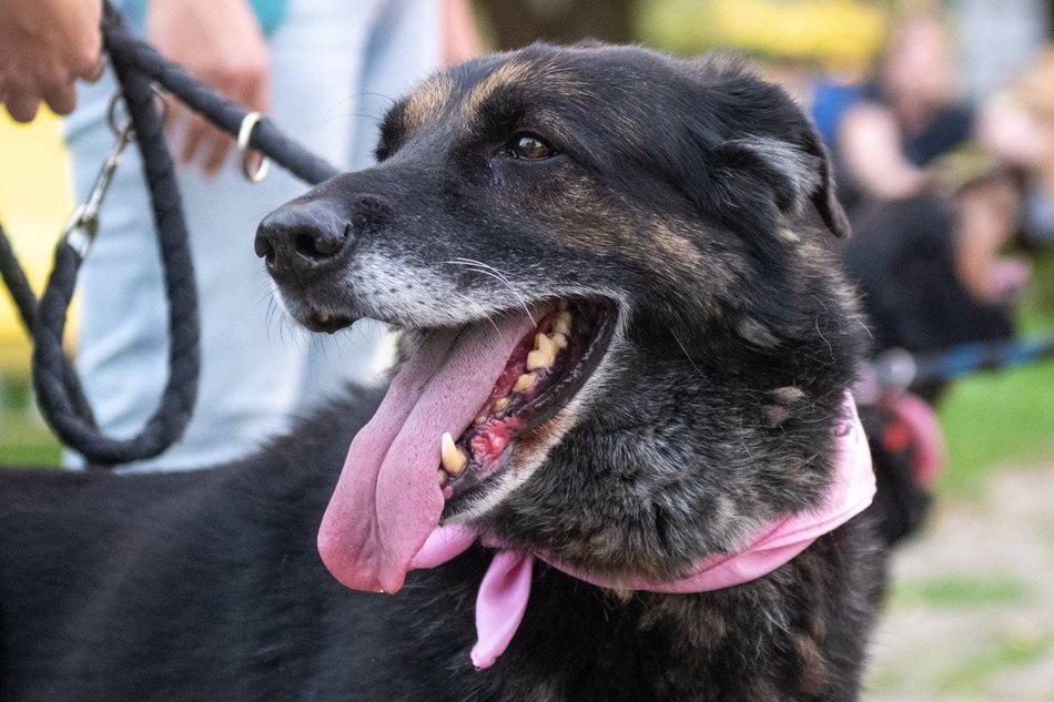 Łódź. Ostatni Psia Polówka w Łodzi za nami. Nic słodszego dziś nie zobaczysz!