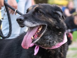 Łódź. Ostatni Psia Polówka w Łodzi za nami. Nic słodszego dziś nie zobaczysz!