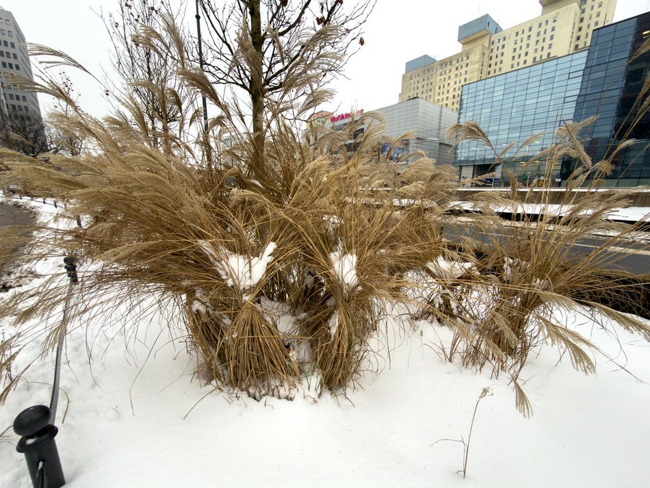 Łódź. A co to za chochoły? Zimowe wiązanie traw ozdobnych w Łodzi jest potrzebne