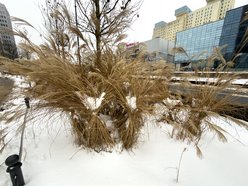 Łódź. A co to za chochoły? Zimowe wiązanie traw ozdobnych w Łodzi jest potrzebne