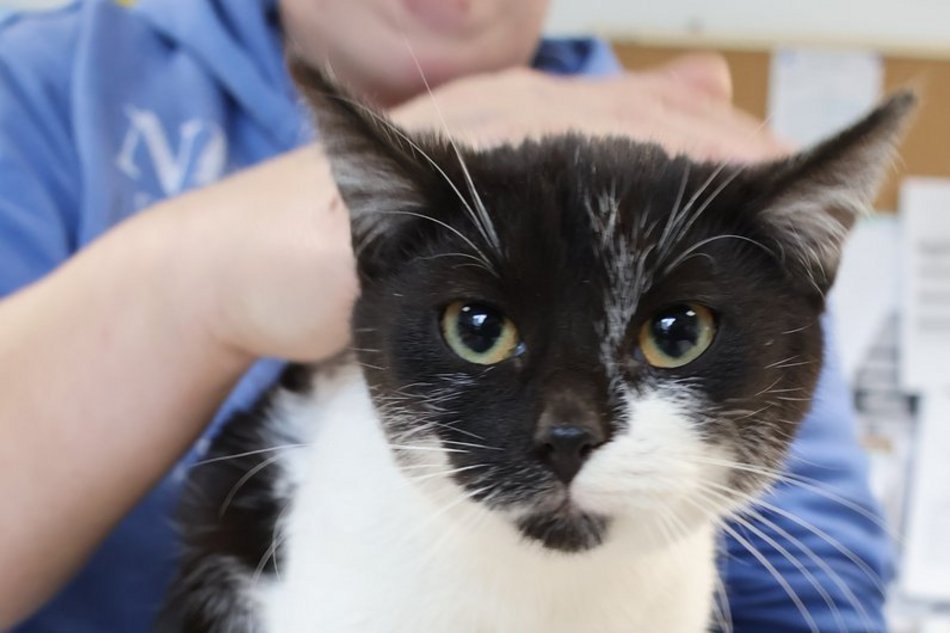 Łódź. Kotka Laluna ze schroniska w Łodzi szuka właściciela. Może ty nim zostaniesz?