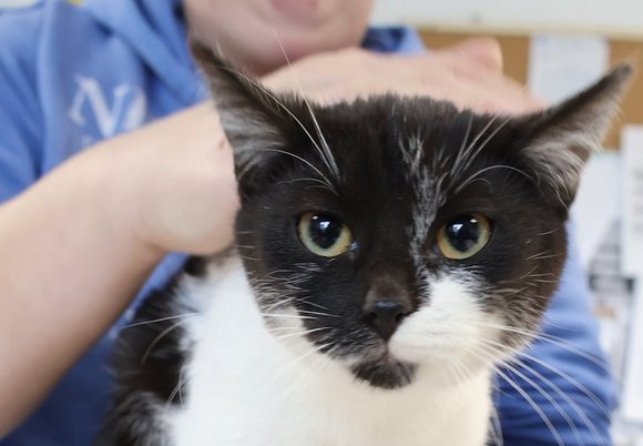 Łódź. Kotka Laluna ze schroniska w Łodzi szuka właściciela. Może ty nim zostaniesz?