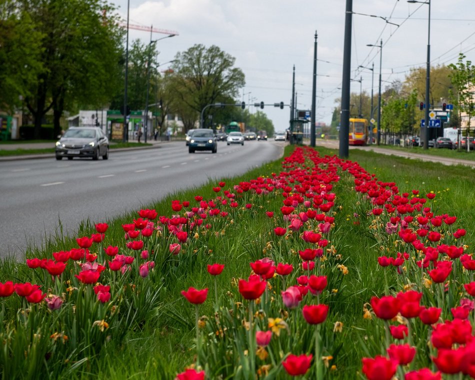 Łódź. Szpaler tulipanów na Piłsudskiego w Łodzi. Podróż tamtędy to uczta dla oczu