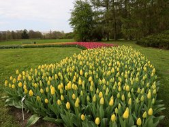 Ponad 50 tys. tulipanów możemy zobaczyć w Ogrodzie Botanicznym w Łodzi!