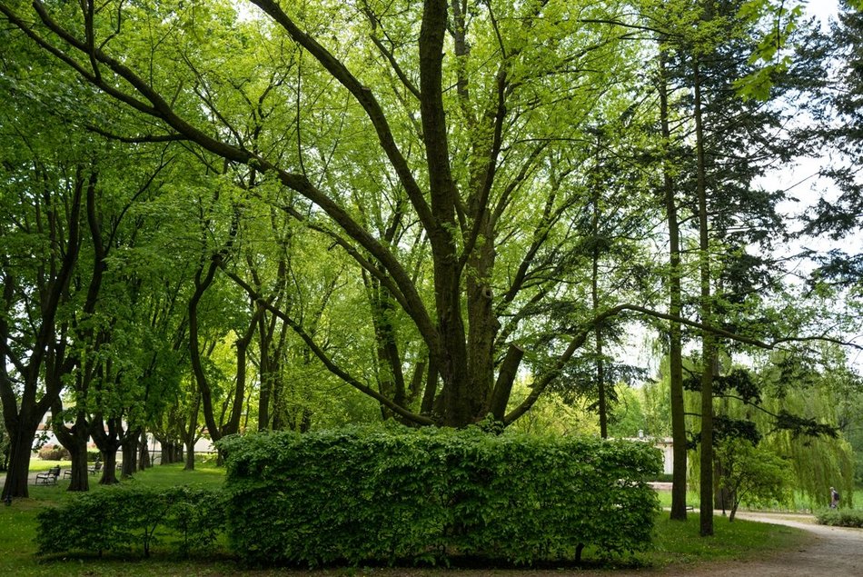 Park Widzewski w Łodzi