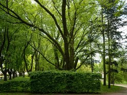 Park Widzewski w Łodzi