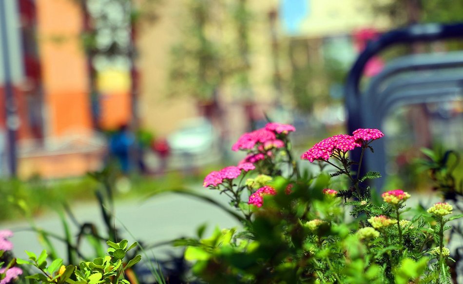 Łódź. Knychalskiego w Łodzi cała w zieleni! Nowe drzewa, kwiaty i rabaty
