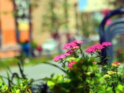 Łódź. Knychalskiego w Łodzi cała w zieleni! Nowe drzewa, kwiaty i rabaty