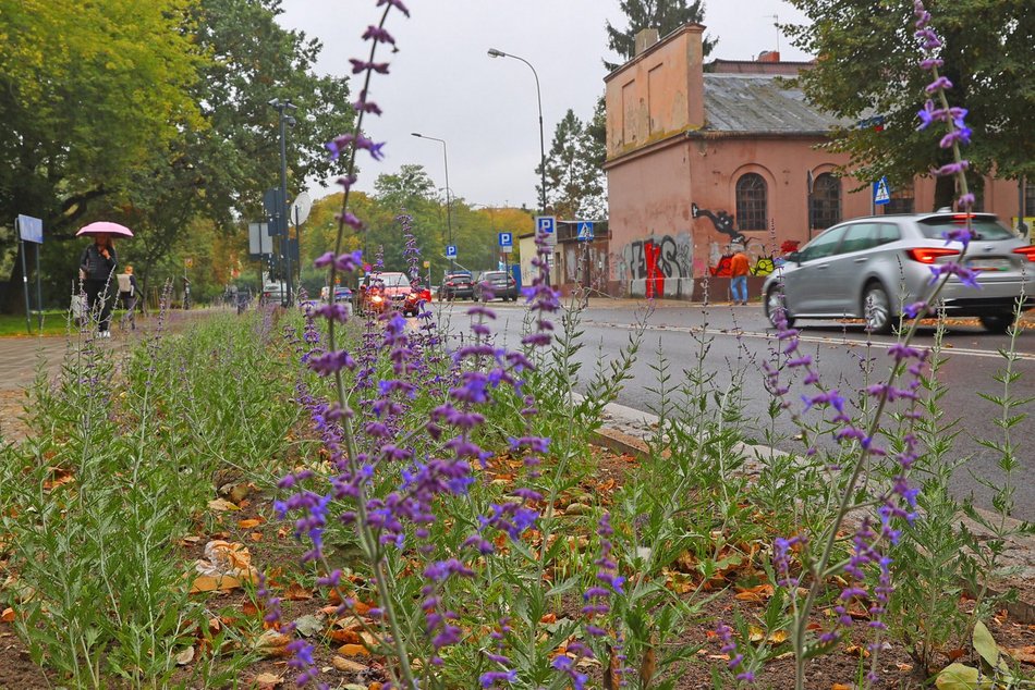 Kwitnie przy Sienkiewicza. Nowe rośliny w okolicy parku Abramowskiego