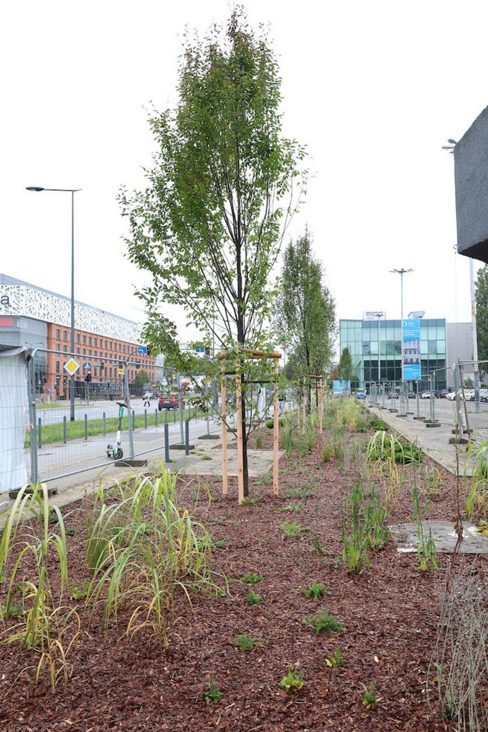 Łódź. Rośliny zamiast betonu przy hali sportowej MOSIR