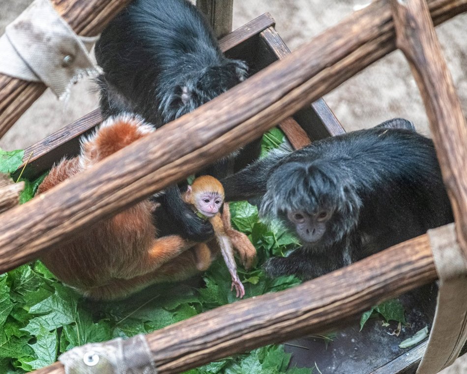 Łódź. Nowy mieszkaniec w Orientarium Zoo Łódź! To rzadki gatunek z Azji Południowo-Wschodniej