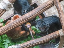Łódź. Nowy mieszkaniec w Orientarium Zoo Łódź! To rzadki gatunek z Azji Południowo-Wschodniej