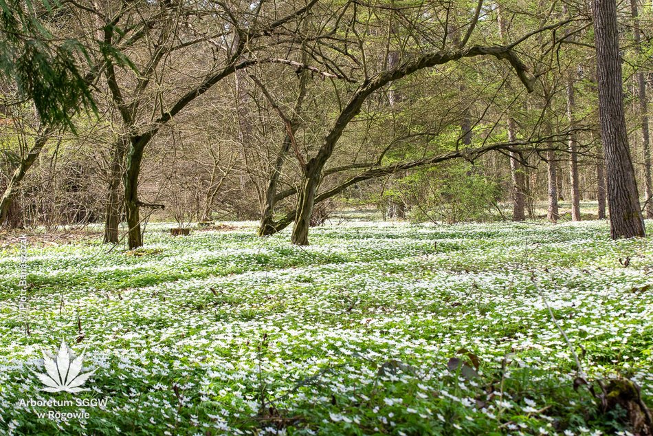 Łódź. Letnie wycieczki koło Łodzi. Pałac Saski, średniowieczny gród i diabeł Boruta