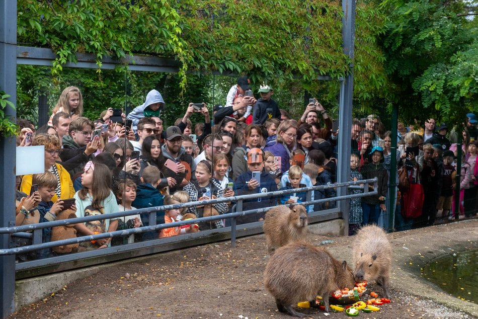 Łódź. Zlot Fanów Kapibary w Orientarium Zoo Łódź. Świetna frekwencja mimo niepogody