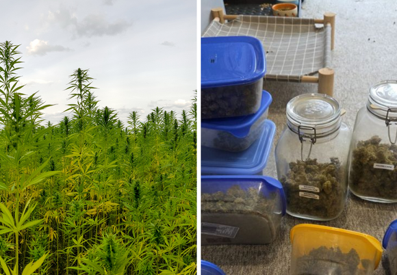 Łódź. Plantacja marihuany pod Łodzią zlikwidowana! Narkotyki warte fortunę w rękach policji