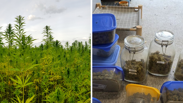 Plantacja marihuany pod Łodzią zlikwidowana! Narkotyki warte fortunę w rękach policji