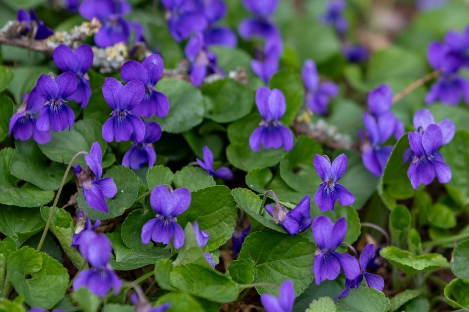 Wiosenny Ogród Botaniczny w Łodzi. Spacer wśród budzącej się do życia przyrody