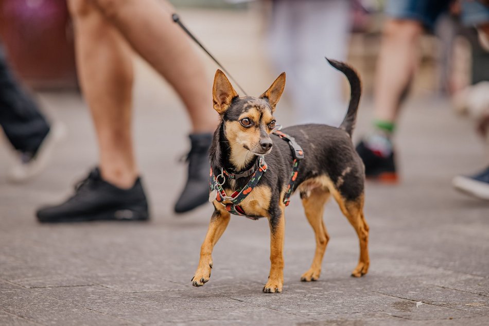 Łódź. Parada Kundelków na Piotrkowskiej