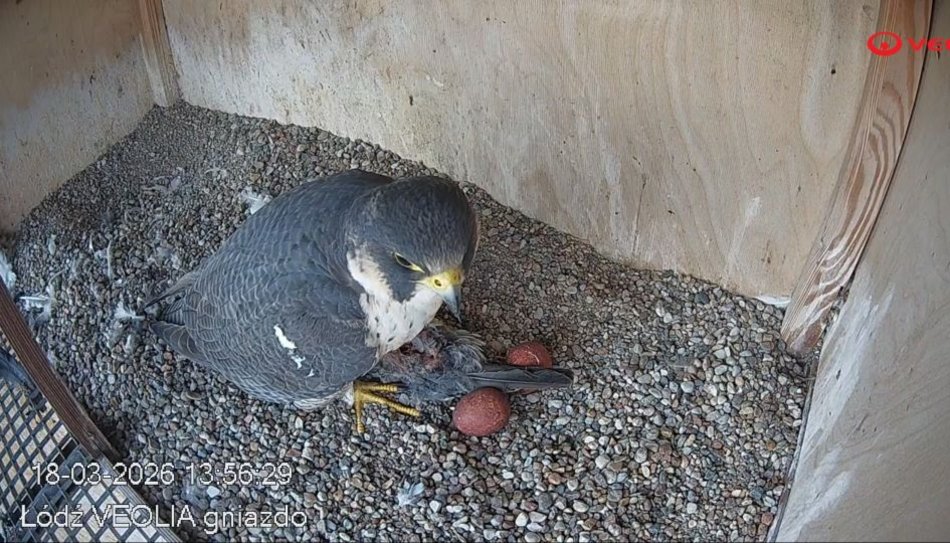 Hej, sokoły!! Para ptaków wędrownych złożyła jaja na kominie EC3! Zajrzyj im do gniazda!