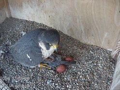 Hej, sokoły!! Para ptaków wędrownych złożyła jaja na kominie EC3! Zajrzyj im do gniazda!
