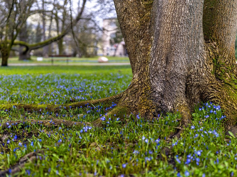 Cebulice i śnieżniki w parku Klepacza