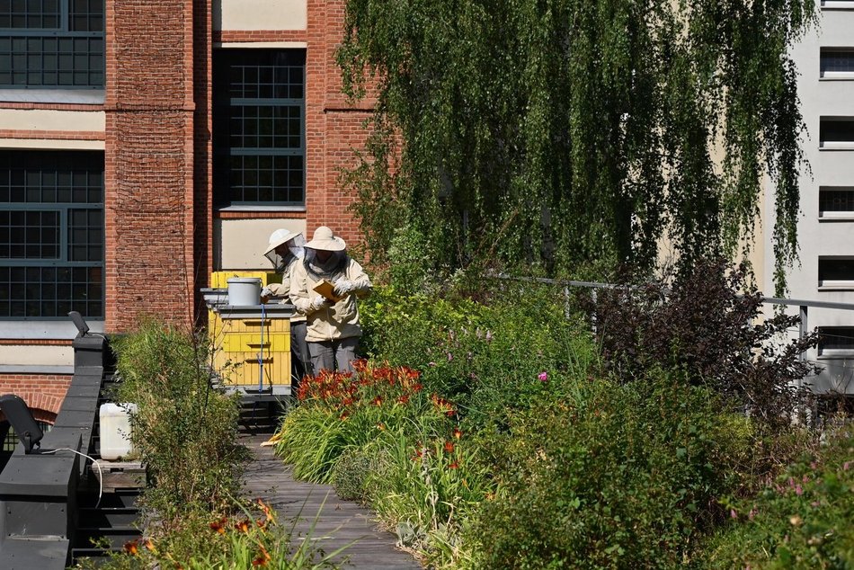 Synergia w Łodzi. Charytatywne miodobranie w pasiece łódzkiego Centrum Biznesowego