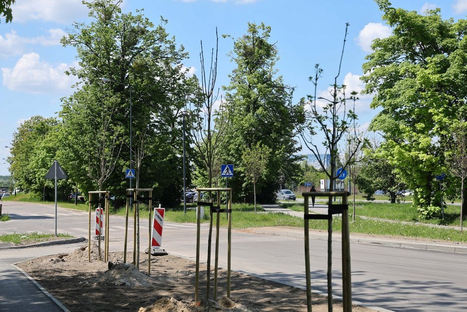 Łódź. Nowe drzewa przy ul. Bartoka na Widzewie w Łodzi