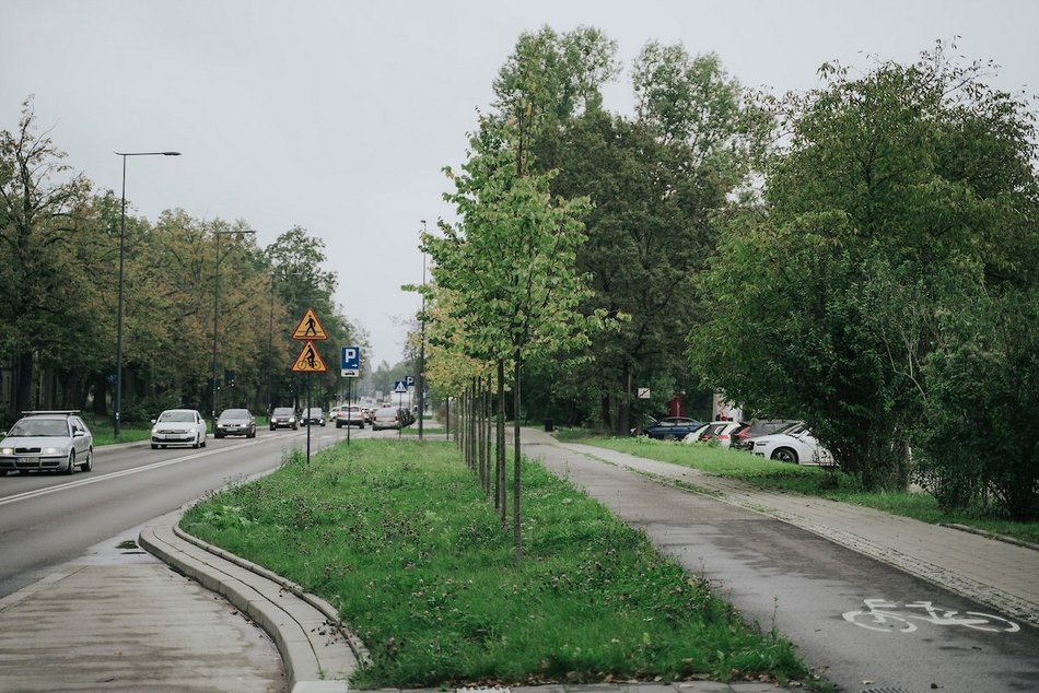 Łódź. Aż 20 tysięcy nowych drzew w 2025 roku