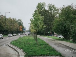 Łódź. Aż 20 tysięcy nowych drzew w 2025 roku