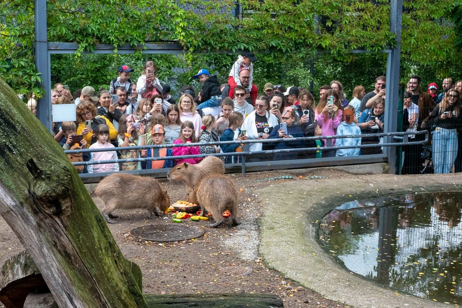 Łódź. Zlot Fanów Kapibary w Orientarium Zoo Łódź. Świetna frekwencja mimo niepogody