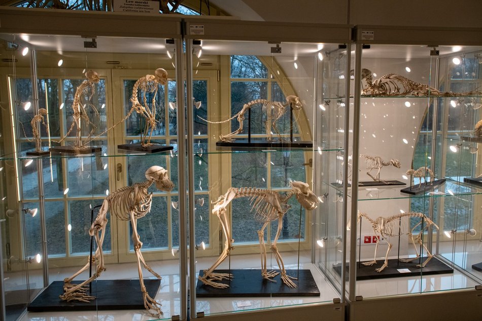 Łódź. Odkryj Muzeum Przyrodnicze w Łodzi. To niezwykły świat zwierząt, dinozaurów, tajemnic natury i przygód!