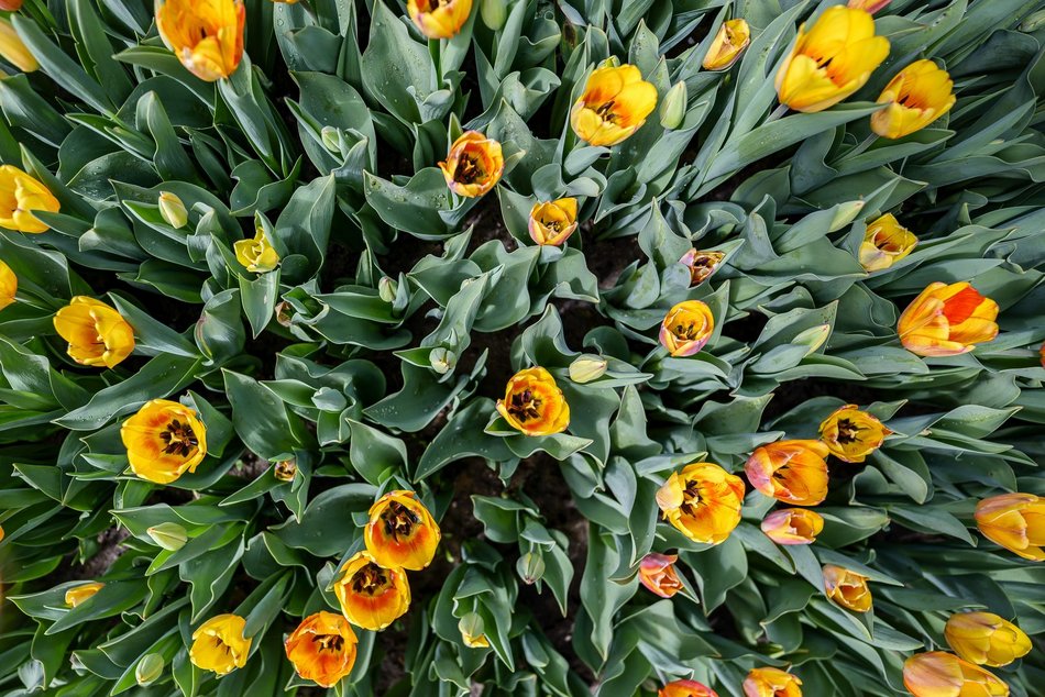 Morze tulipanów w Ogrodzie Botanicznym w Łodzi. Nie możesz tego przegapić