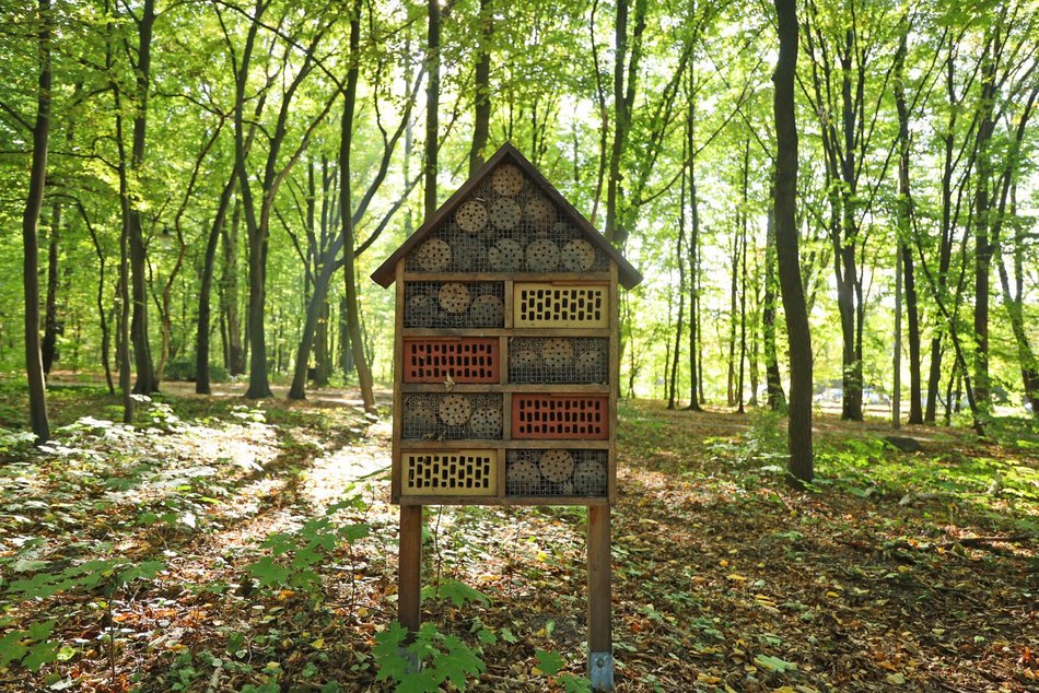 Złota polska jesień w parku na Zdrowiu