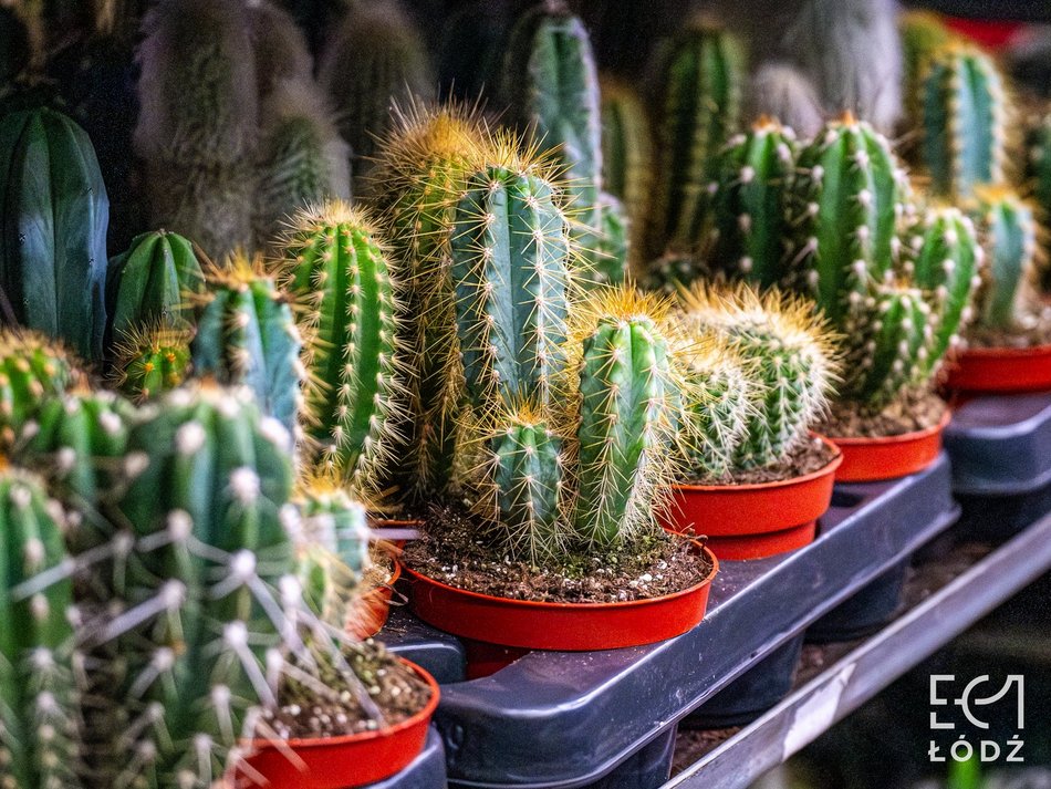 Łódź. Wiosenny Festiwal Roślin w EC1