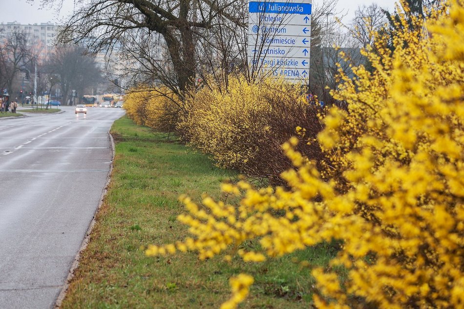 Łódź. Wiosna w pełni przy Julianowskiej. Zakwitły żółte forsycje