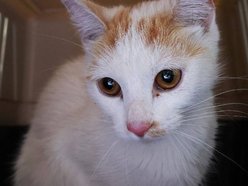 Ta urocza dama czeka na kochający dom w schronisku w Łodzi. Zabierzesz Daylę do siebie?