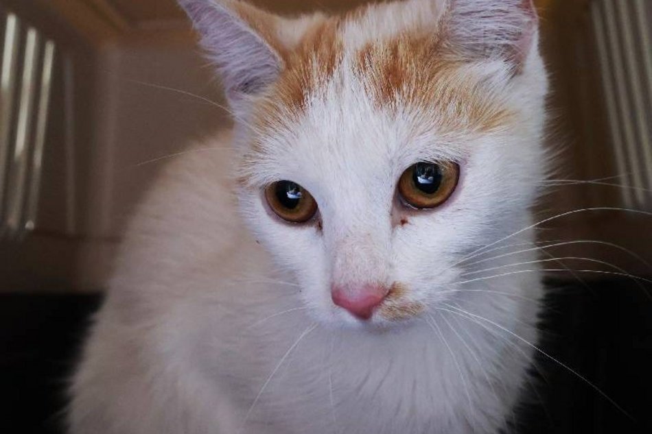 Ta urocza dama czeka na kochający dom w schronisku w Łodzi. Zabierzesz Daylę do siebie?