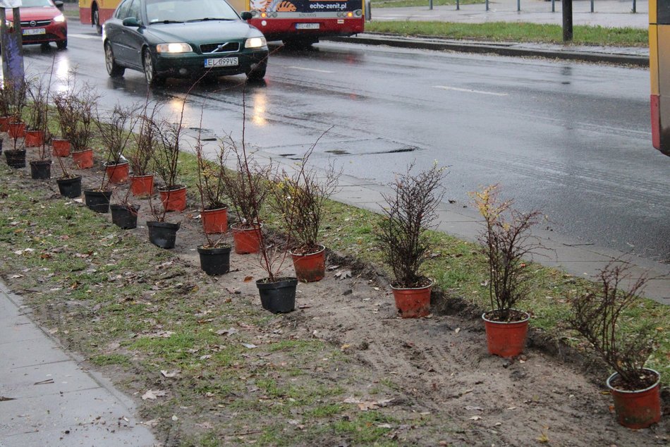 Sadzenie krzewów wzdłuż ulicy Retkińskiej