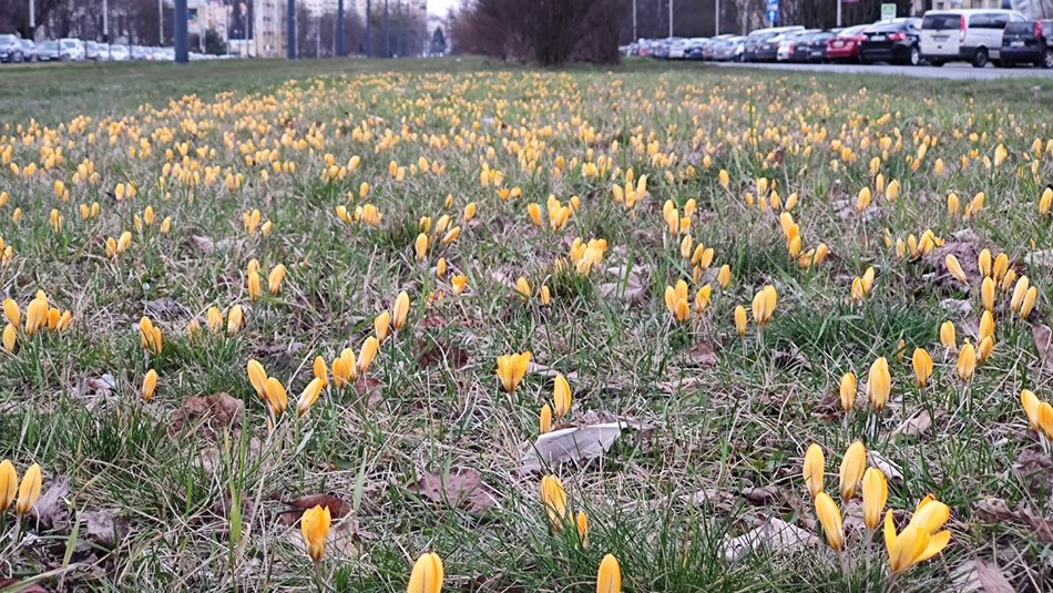 Krokusy przy al. Wyszyńskiego