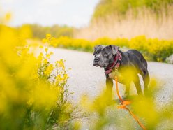 Łódź. Stowarzyszenie „Amstaffy Niczyje” z Łodzi zwalcza stereotypy. Siła i łagodność mogą iść w parze!